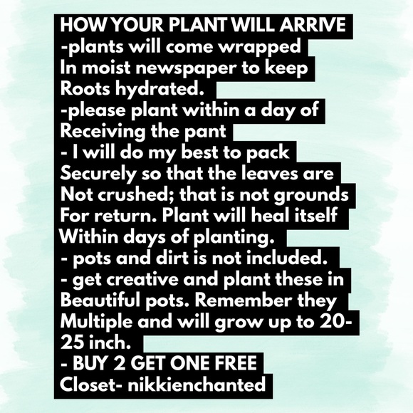 Plant Air purifier mother-in-law tongue snake - Picture 7 of 9